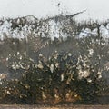 Mildewed walls Royalty Free Stock Photo
