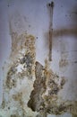 Mildewed walls with different types of mold. Close-up Royalty Free Stock Photo