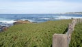 17-mile drive, Monterey, California. Rocky craggy ocean coast, waves. Succulents