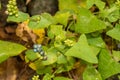 Mile-A-Minute Weed - Persicaria perfoliata Royalty Free Stock Photo