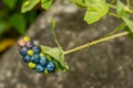 Mile-A-Minute Weed - Persicaria perfoliata Royalty Free Stock Photo