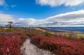 Miles of huckleberry bushes develop a crimson red color during fall outlining the white quartz sandstone trail and blue sky Royalty Free Stock Photo