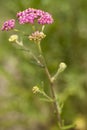 Milfoil Royalty Free Stock Photo