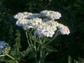 Milfoil flowers in meadow macro photo. Medical herb, Achillea millefolium, yarrow or nosebleed plant Royalty Free Stock Photo