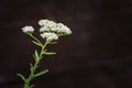 Milfoil flowers in meadow macro photo. Medical herb, Achillea millefolium, yarrow or nosebleed plant white wild flower black Royalty Free Stock Photo