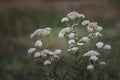 Milfoil flowers in meadow macro photo. Medical herb, Achillea millefolium, yarrow or nosebleed plant white wild flower brown Royalty Free Stock Photo