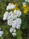 Milfoil flowers in meadow. Medical herb, Achillea millefolium, yarrow, nosebleed plant