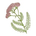 Milfoil Plant Colored Detailed Illustration