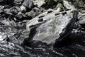 Milford Sound sea lions. Beautiful New Zealand