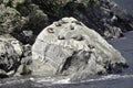 Milford Sound sea lions. Beautiful New Zealand