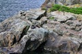 Seals on the rocks enjoying the sun