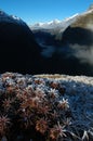 Milford track landscape