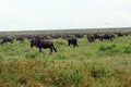 The Great Serengeti Migration Royalty Free Stock Photo