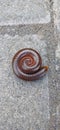 Milipede rolling on the paving block Royalty Free Stock Photo