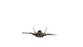 Military airplane with camouflage. Front view. Flying warplane. HD video