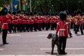 Military band marches down The Mall during Trooping the Colour military ceremony. Soldier with Irish Wolfhound dog salutes.