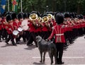 Military band marches down The Mall during Trooping the Colour military ceremony. Soldier with Irish Wolfhound dog salutes.