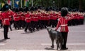 Military band marches down The Mall during Trooping the Colour military ceremony. Soldier with Irish wolfhound dog salutes.