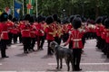 Military band marches down The Mall during Trooping the Colour military ceremony. Soldier with Irish Wolfhound dog salutes.