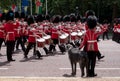 Military band marches down The Mall during Trooping the Colour military ceremony. Soldier with Irish Wolfhound dog salutes.