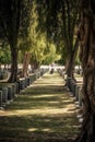 military cemetery with rows of headstones Royalty Free Stock Photo