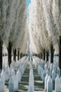 military cemetery with rows of white gravestones