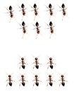 Military detachment of ants on a white background. macro