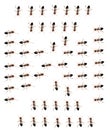 Military detachment of ants on a white background.