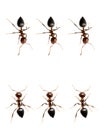 Military detachment of ants on a white background. macro