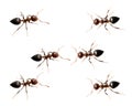 Military detachment of ants on a white background. macro