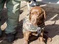 Military dog for demining of bombs in a uniform Royalty Free Stock Photo