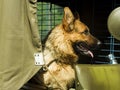 Military dog - German Shepherd Royalty Free Stock Photo