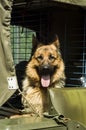 Military dog - German Shepherd Royalty Free Stock Photo