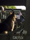 Military dog - German Shepherd Royalty Free Stock Photo