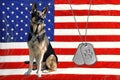 Military Dog Tags With Dog On Flag Royalty Free Stock Photo