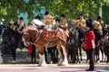 Military drum horse taking part in the Trooping the Colour military parade at Horse Guards, Westminster, London UK Royalty Free Stock Photo