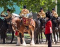 Military drum horse taking part in the Trooping the Colour military parade at Horse Guards, Westminster, London UK