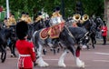 Military drum horse and other cavalry taking part in the Trooping the Colour military parade, London UK Royalty Free Stock Photo