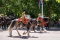 Military drum horses taking part in the Trooping the Colour military parade at Horse Guards, Westminster, London UK