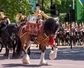 Military drum horses taking part in the Trooping the Colour military parade at Horse Guards, Westminster, London UK Royalty Free Stock Photo
