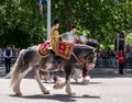 Military drum horses taking part in the Trooping the Colour military parade at Horse Guards, Westminster, London UK Royalty Free Stock Photo