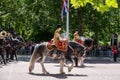 Military drum horses taking part in the Trooping the Colour military parade at Horse Guards, Westminster, London UK Royalty Free Stock Photo