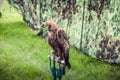 Military eagle with cap sitting on pole. Royalty Free Stock Photo