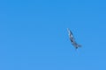 Military fighter jet flying fast through the air in coordination with team. War, combat, teamwork, precision concepts. UAQ Union Royalty Free Stock Photo