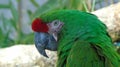 Military Green Macaw Parrot Longleat Safari Park West Midlands