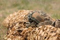 Military helmet on camouflage net Royalty Free Stock Photo