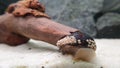 Military helmet snail, Neritina pulligera dusky nerite freshwater snail in the aquarium