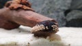 Military helmet snail, Neritina pulligera dusky nerite freshwater snail in the aquarium