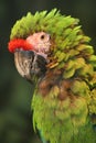 Military Macaw