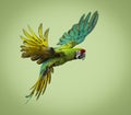 Military macaw, Ara militaris, flying, against a green background Royalty Free Stock Photo